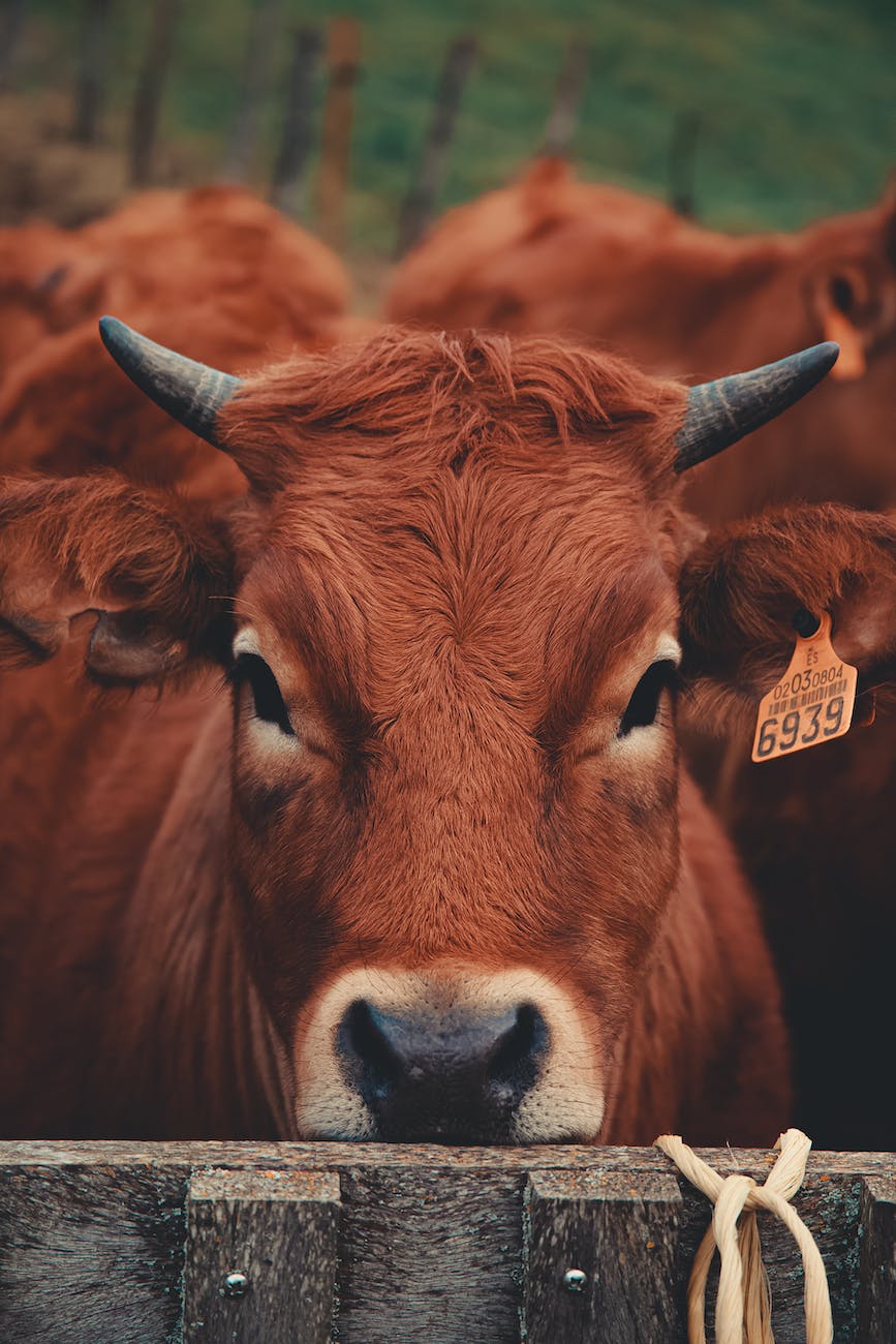 selective focus photo of a brown cow