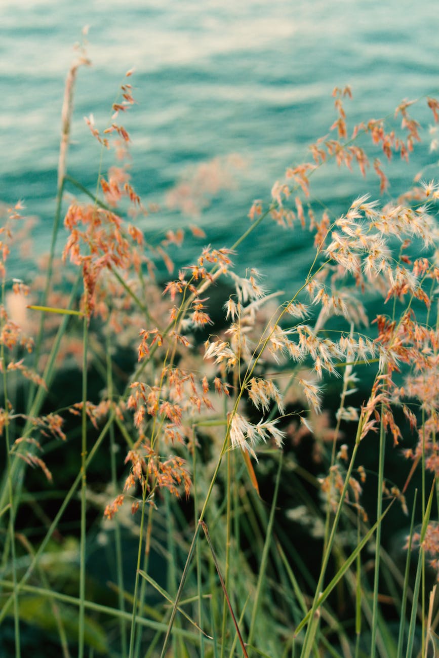 brown and white flowers near body of water
