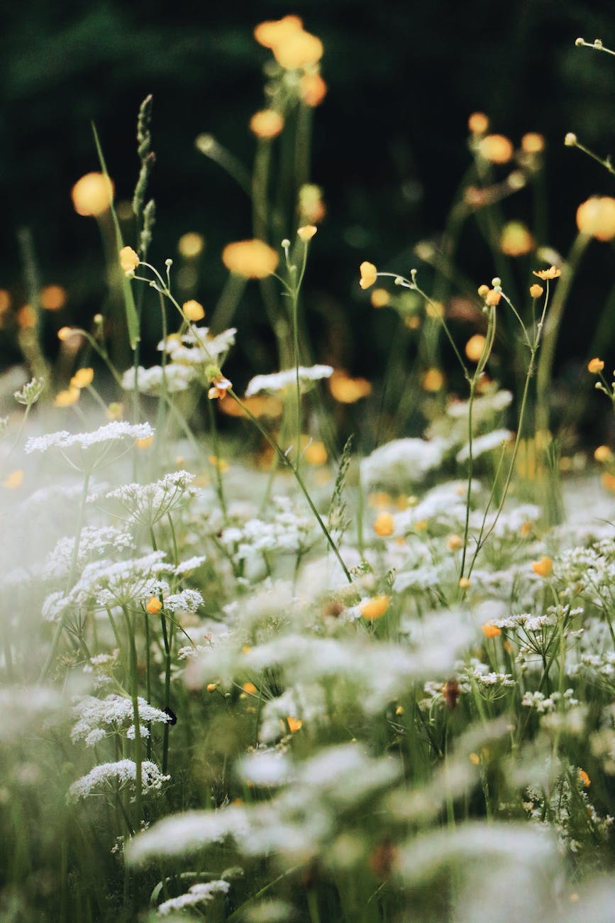 selective focus photo of white flowers