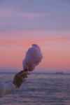 a hand holding cotton candy against sunset sky