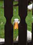 duck peeking through wooden fence opening