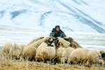 shepherd tending flock in snowy landscape
