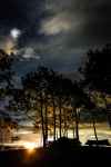 silhouette photo of trees
