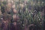 dew drops on dry plants in field